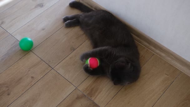 British Shorthair Cat Watching Her Colorful Ball Play — Vídeo de Stock