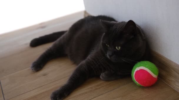 British Shorthair Cat Watching Her Colorful Ball Play — Video