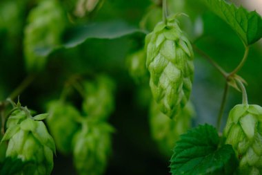 Green hop cones on plantation in sunlight rays, with shallow depth of field. Ingredient for brewery. Oktoberfest background. Space for copy