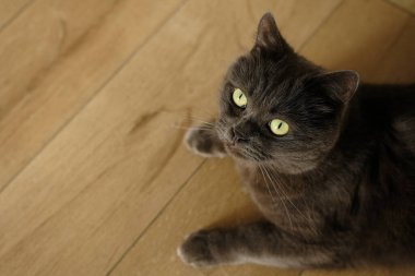 İngiliz kedisi evde yerde yatıyor. İngiliz Shorthair portresi.