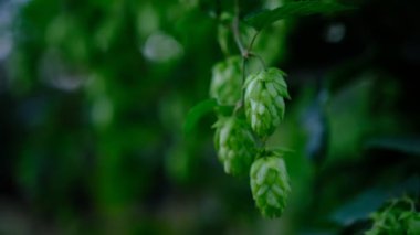 Green hop cones on plantation in sunlight rays, with shallow depth of field shaking on the wind. Ingredient for brewery. Oktoberfest background. Space for copy.