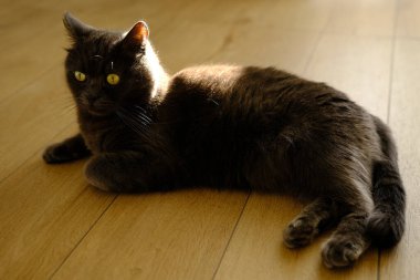 Tembel bir kedi sıcak bir zeminde yatıyor. Gri İngiliz kedisi dinleniyor. Şirin gri İngiliz kısa hava kedisi evde yatıyor. Sırtında güneş ışığı var..
