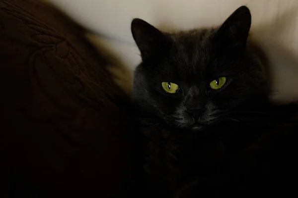 Schläfrige Graue Katze Streckte Seine Pfoten Nach Vorne Häusliche Faule — Stockfoto