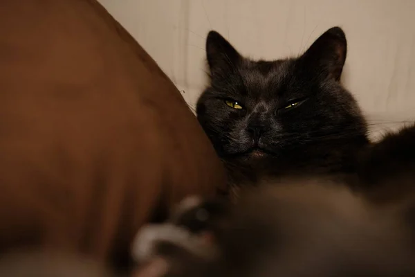 睡梦中的灰猫伸出手来 一只半闭着绿眼睛的懒猫躺在沙发上 — 图库照片