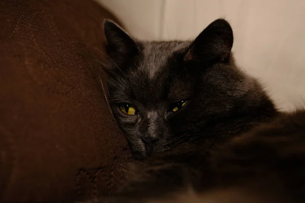 Sömnig Grå Katt Sträckte Fram Sina Tassar Huslig Lat Kisse — Stockfoto