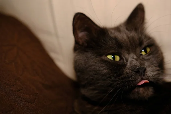 British Cat Shows Its Tongue Big Yawns Sleepy Face Green — Stock Photo, Image