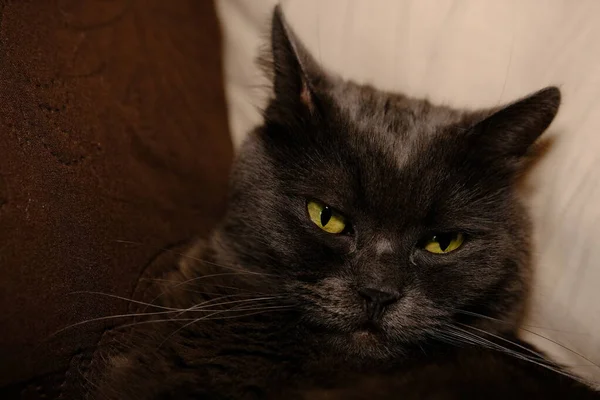 Schläfrige Graue Katze Streckte Seine Pfoten Nach Vorne Häusliche Faule — Stockfoto