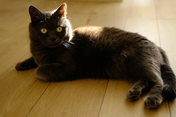 Lazy Cat Lies Warm Floor Gray British Cat Resting Cute — Stock Photo, Image