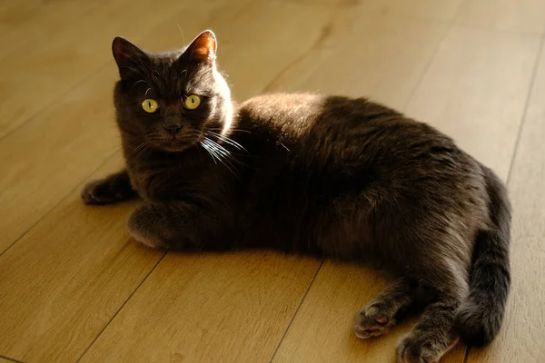 A lazy cat lies on a warm floor. The gray British cat is resting Cute gray British shorthair cat laying at home interior with sunlight on back.