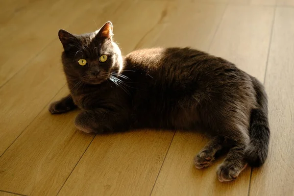 Seekor Kucing Malas Terletak Lantai Yang Hangat Kucing Inggris Abu — Stok Foto