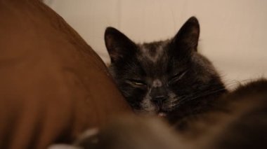 Uykulu gri kedi patilerini öne uzattı. Yarı kapalı yeşil gözlü ev kedisi kanepede yatıyor.