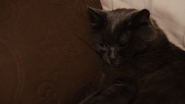 Kucing Abu Abu Mengantuk Merentangkan Cakarnya Depan Domestik Kucing Malas — Stok Video