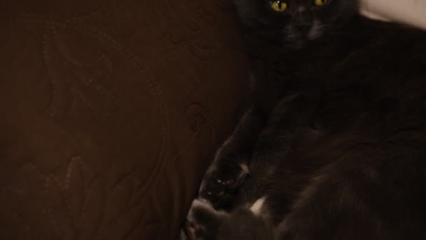 睡梦中的灰猫伸出手来 一只半闭着绿眼睛的懒猫躺在沙发上 — 图库视频影像