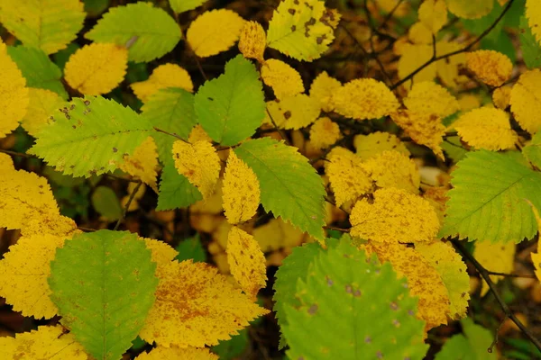 Herfst Bladeren Zon Vervaagde Achtergrond Gele Bladeren — Stockfoto