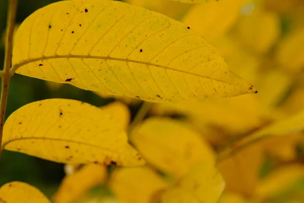 Podzimní Listí Slunci Rozmazané Pozadí Žluté Listy — Stock fotografie