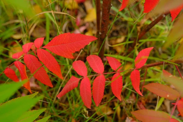 Πολύχρωμα Κόκκινα Και Πράσινα Φύλλα Στο Δέντρο Φθινόπωρο — Φωτογραφία Αρχείου