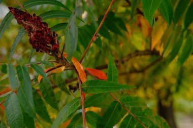 Kırmızı, turuncu, sarı ve yeşil sumak yaprakları. Rhus Staghorn sumac, Anacardiaceae 'nin sonbahar renklendirmesi. Arka plan bulanık. Seçici odaklanma. Yakın plan. Doğal doku kalıbı arkaplanı.
