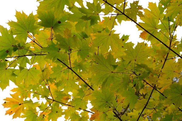 Autumn background landscape. Yellow color tree, yellow green orange foliage in fall forest. Abstract autumn nature beauty scene October season sun heart shape sky Calm season life feel. Fall nature tree leaves.