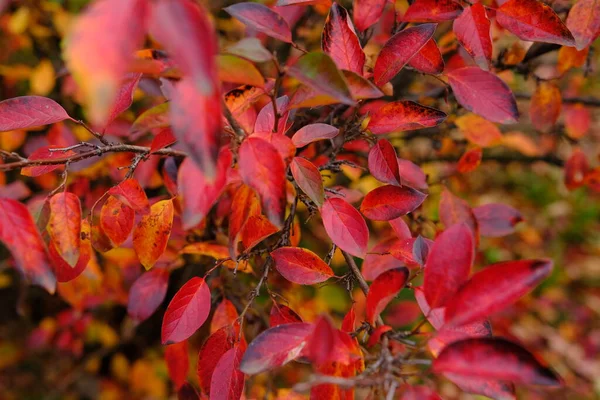 Kırmızı yapraklı renkli sonbahar arkaplanı. Ormanda çok renkli Cotoneaster lucidus yaprakları. Sonbahar konsepti.