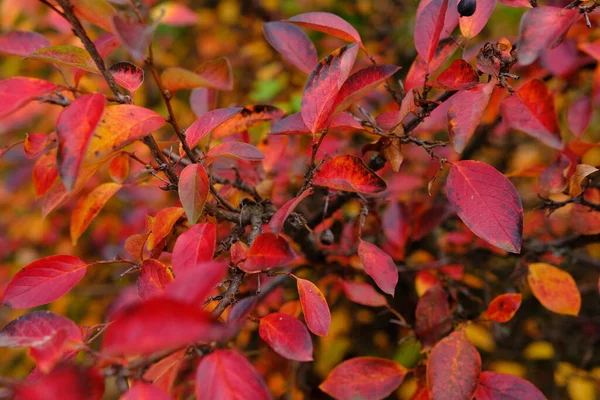 Πολύχρωμο Φθινοπωρινό Φόντο Κόκκινα Φύλλα Κοντά Πολύχρωμο Φύλλωμα Cotoneaster Lucidus — Φωτογραφία Αρχείου