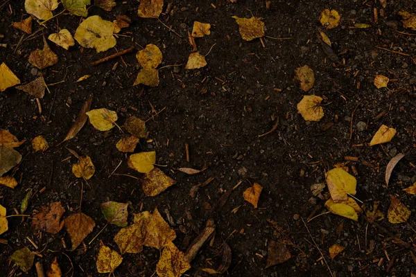 Follaje Amarillo Caído Del Árbol Cubierta Elementos Diseño Fondo Otoño —  Fotos de Stock