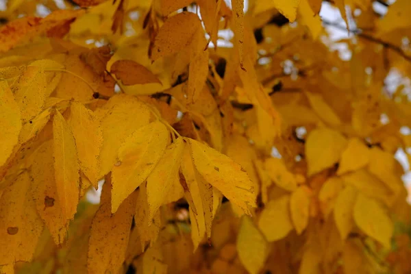 Beautiful golden leaves in autumn. Bright fall colours. The blue sky shines through the branches of trees with yellow leaves