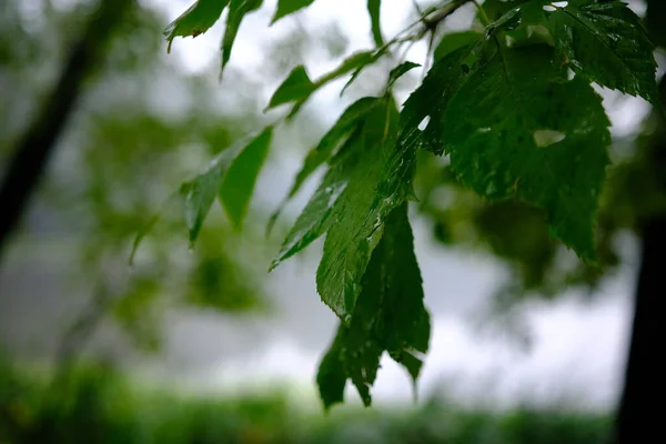 Kapky Vody Zeleném Listu Tmavé Pozadí Makro Záběr Lesním Dešti — Stock fotografie