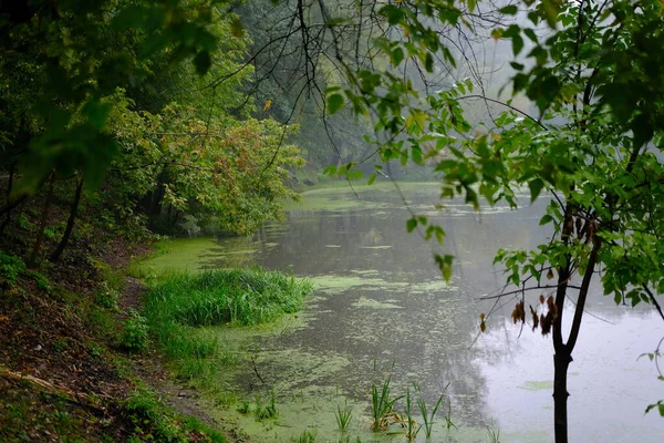 Foggy Matin Sur Lac Avec Des Arbres Verts — Photo