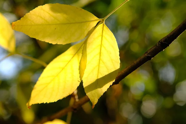 Barevné Stromy Podzimní Krajině Hlubokém Lese Podzimní Barvy Lese Vytvářejí — Stock fotografie