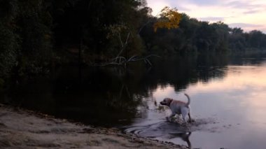 Labrador Retriever su parkında ve sonbahar gölünde gün batımında yüzüyor manzarası çok güzel..