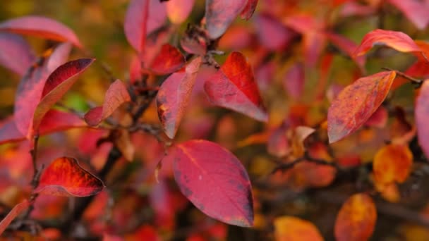 Kırmızı Yapraklı Renkli Sonbahar Arkaplanı Ormanda Çok Renkli Cotoneaster Lucidus — Stok video