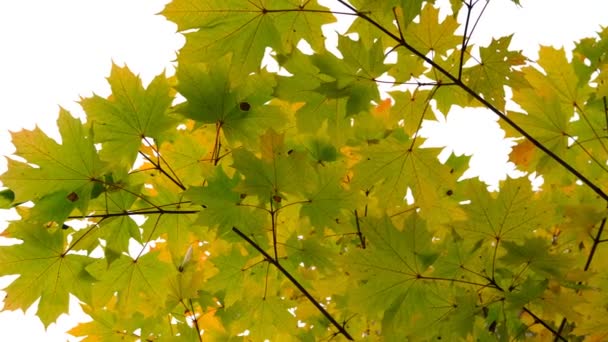 Podzimní Pozadí Krajiny Žlutá Barva Stromu Žlutá Zelená Oranžová Zeleň — Stock video