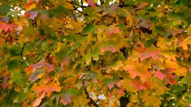 Barevné Stromy Podzimní Krajině Hlubokém Lese Podzimní Barvy Lese Vytvářejí — Stock video