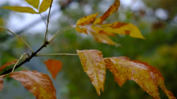 Abstrakte Herbst Hintergrund Regen Blätter Tapete Park — Stockvideo