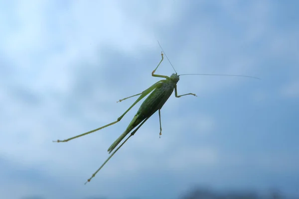 Grasshopper Larve Die Zich Vastklampt Aan Het Vensterglas — Stockfoto