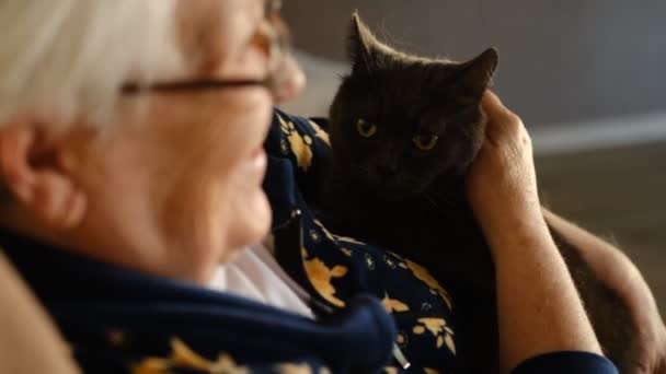 その老婦人はソファーに座って猫を撫でる 古いですシニア女性ストロークグレー英国の猫座っています上のソファ 家庭で — ストック動画
