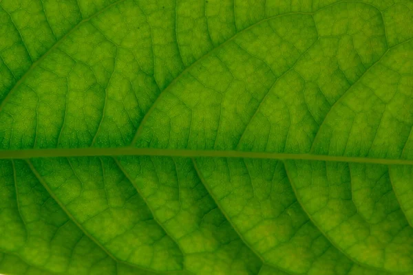 Tutup Daun Fotografi Makro Daun Hijau Dari Tekstur Pohon Alpukat — Stok Foto