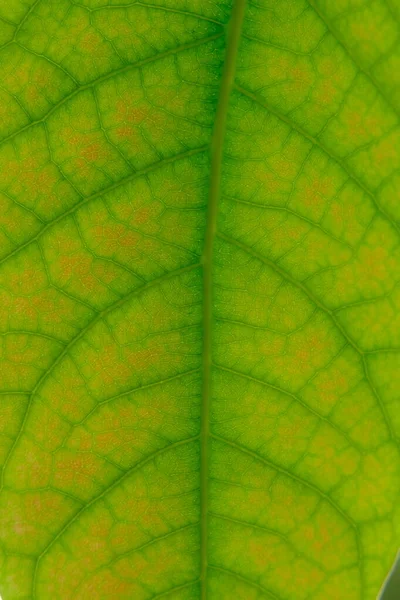 Κλείσε Φύλλα Μακρο Φωτογραφία Πράσινο Φύλλο Της Υφής Αβοκάντο Δέντρο — Φωτογραφία Αρχείου
