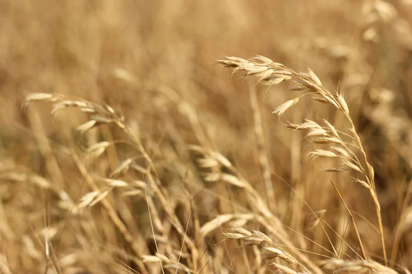 Bir tarlada yetişen sarı tahıllar hasat için hazır.