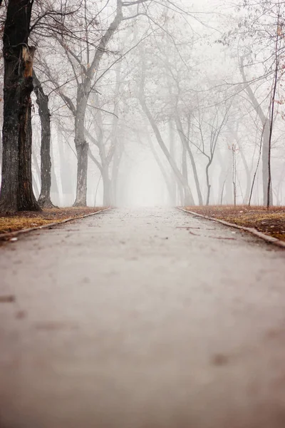 Sabah sisli. Parkta bir yürüyüş. Parkta sonbahar sisi. Siste ağaçlar. Sonbahar. Parktaki sokak. Banklar.