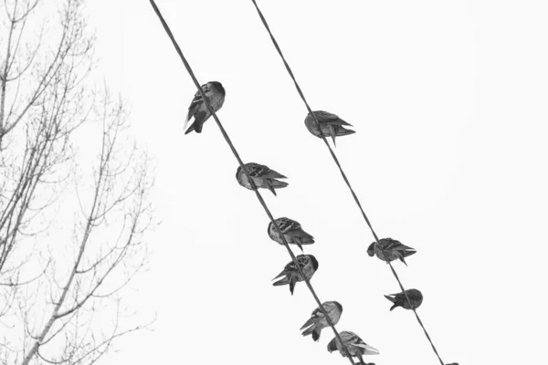 Pigeons Assis Sur Des Fils Sur Fond Ciel Hiver — Photo