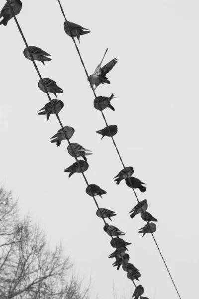 Palomas Sientan Sobre Cables Sobre Fondo Del Cielo Invierno —  Fotos de Stock