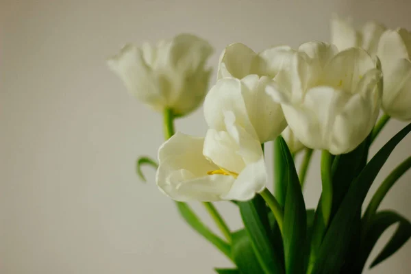 Bahar sabahı konsepti. Arka plan üzerinde düz çiçek yatağı, metin için boşluk ile üst görünüm