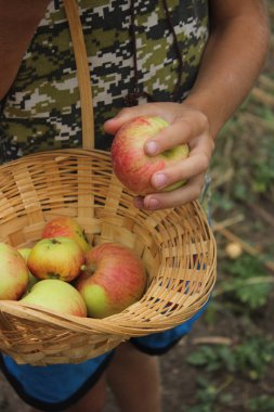 Çocuk çiftlikteki ağaçtan olgun kırmızı bir elma topluyor. Tam çerçeve görünümünü kapat.