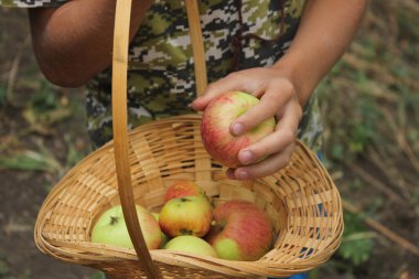 Bir çocuk ağaçtan elma toplar ve sepete koyar.