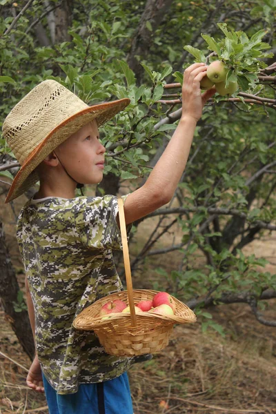 Çocuk çiftlikteki ağaçtan olgun kırmızı bir elma topluyor. Tam çerçeve görünümünü kapat.