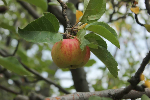 Красное Вкусное Яблоко Каплями Воды Блестящие Вкусные Яблоки Свисающие Ветки — стоковое фото