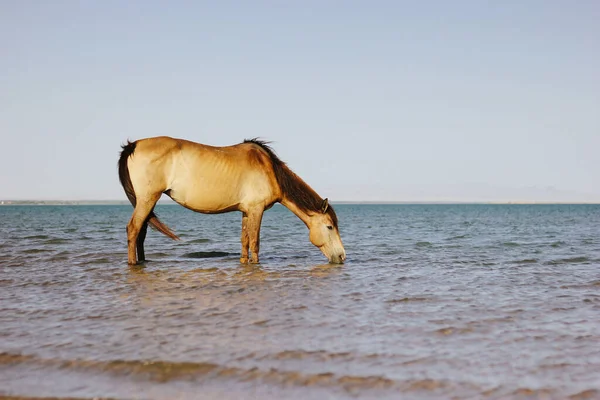 at üstünde bir sulama yer