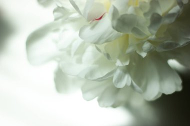 Romantik pankart, narin beyaz şakayık çiçekleri. Güzel kokulu pembe yapraklar.