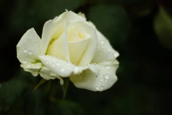 Bahçenin yemyeşil arka planında, yağmur damlalarında beyaz bir gül.